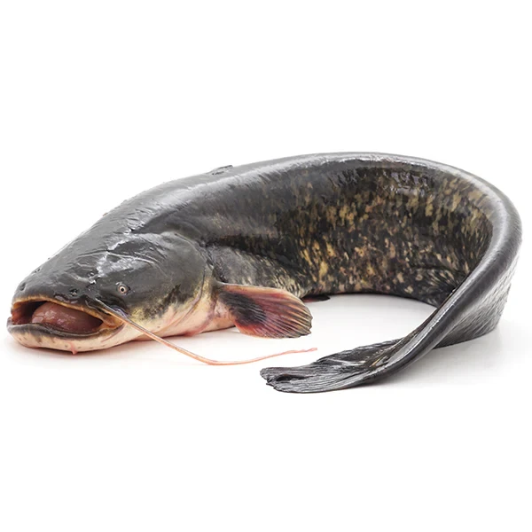 Whole Frozen Catfish 800+