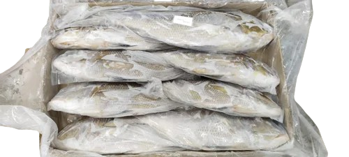Box of Croaker Fish